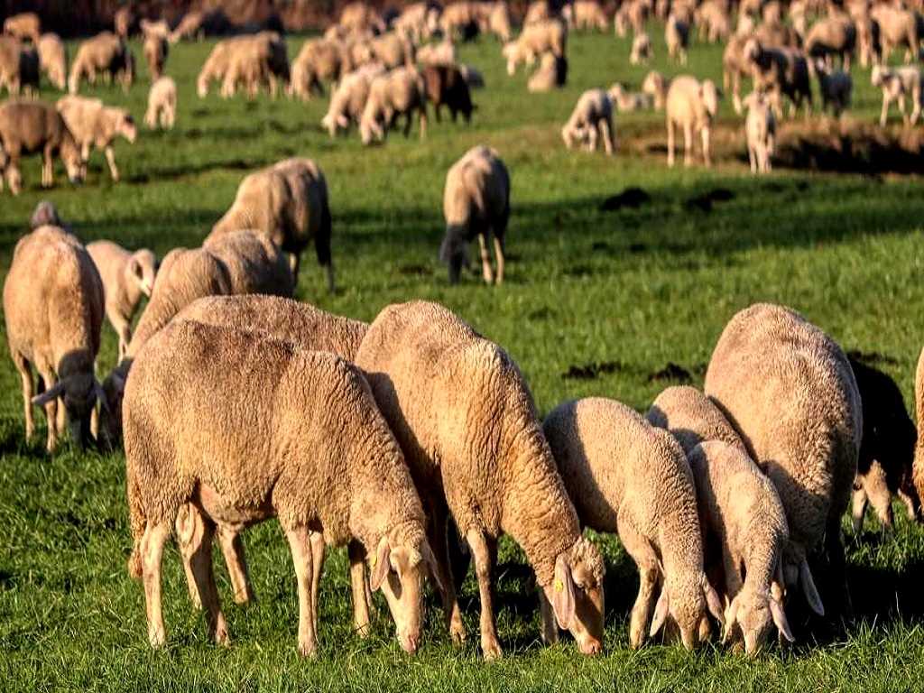 Aiming to increase livestock production in J&K: LG Sinha